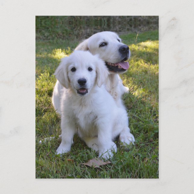 Goldene Retriever Mama und Welpe Postkarte (Vorderseite)