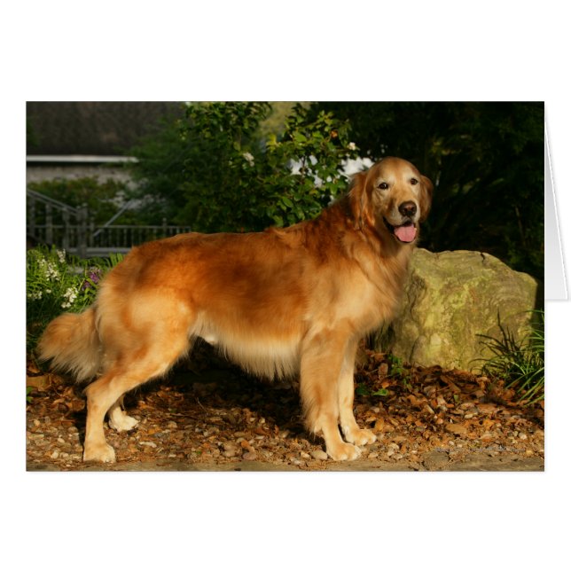 Goldene Retriever Panting (Vorderseite (Horizontal))