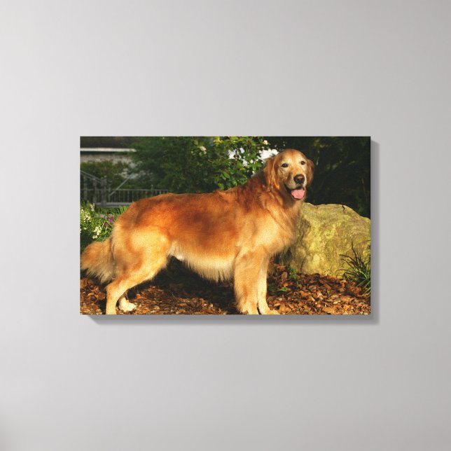 Goldene Retriever Panting Leinwanddruck (Vorderseite)