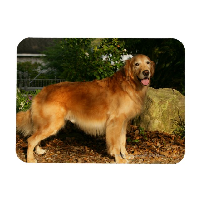 Goldene Retriever Panting Magnet (Horizontal)