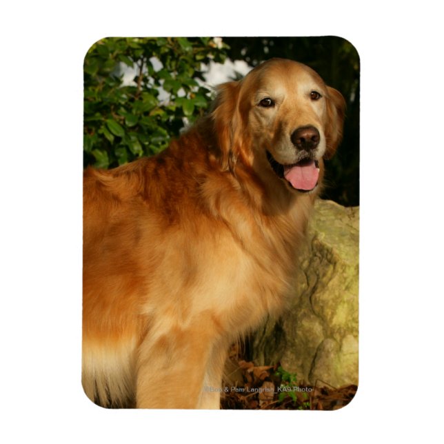 Goldene Retriever Panting Magnet (Vertikal)