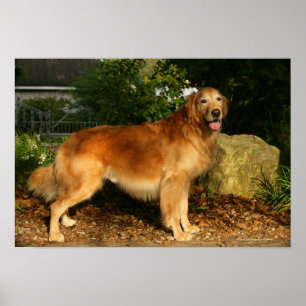 Goldene Retriever Panting Poster