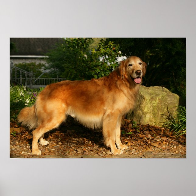 Goldene Retriever Panting Poster (Vorne)