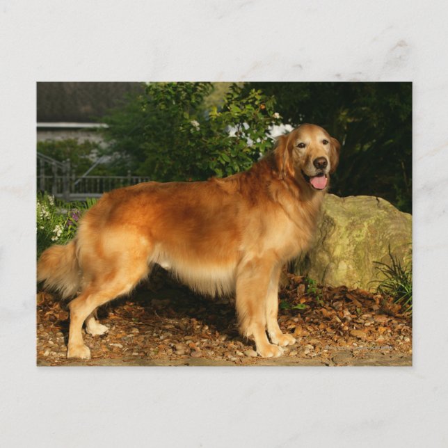 Goldene Retriever Panting Postkarte (Vorderseite)