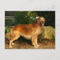 Goldene Retriever Panting
