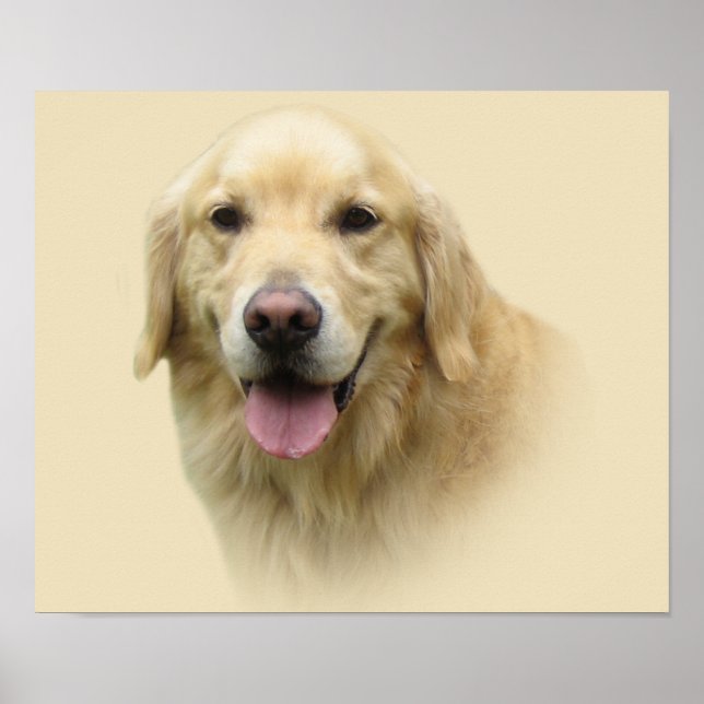 Goldene Retriever Poster (Vorne)