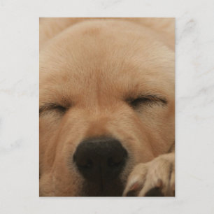 Goldene Retriever Postkarte