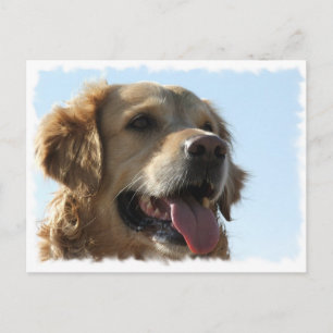 Goldene Retriever Postkarte