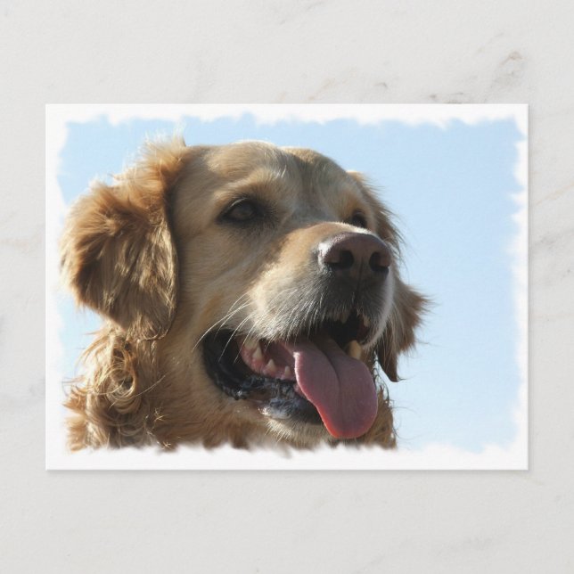 Goldene Retriever Postkarte (Vorderseite)