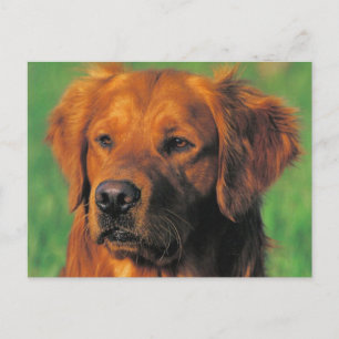 Goldene Retriever Postkarte
