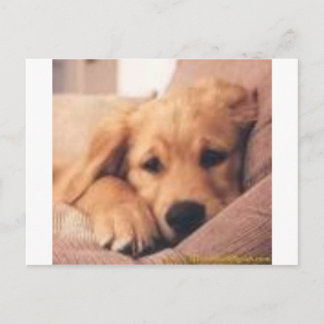 Goldene Retriever Postkarte