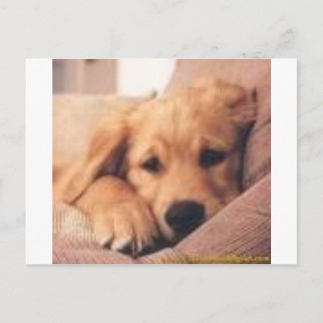 Goldene Retriever Postkarte (Vorderseite)