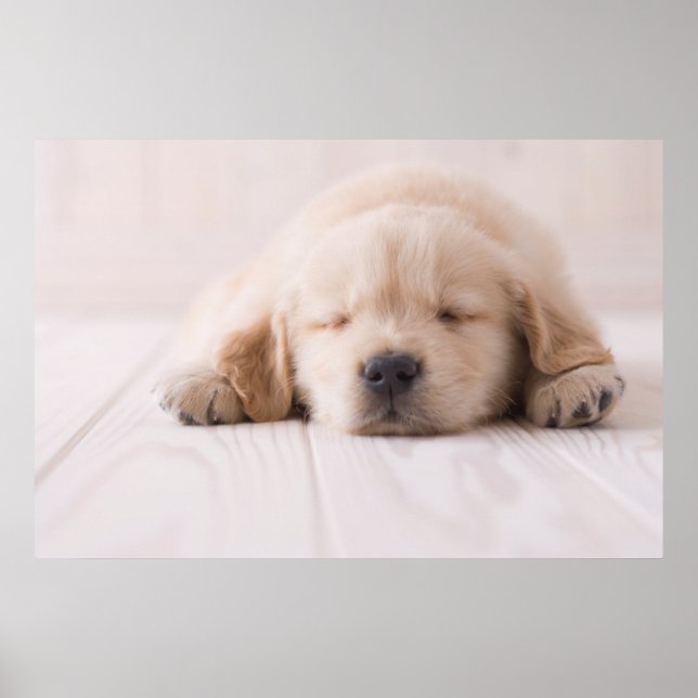 Goldene Retriever Schlafen Poster (Vorne)