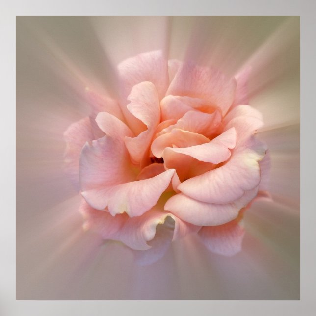 Goldene Rosa Poster (Vorne)