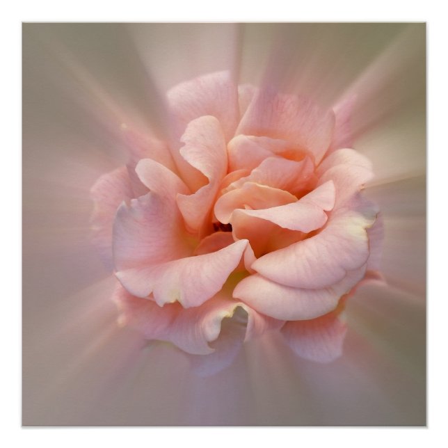 Goldene Rosa Poster (Vorderseite)