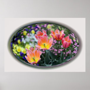 Goldene rosa Tulpen Poster