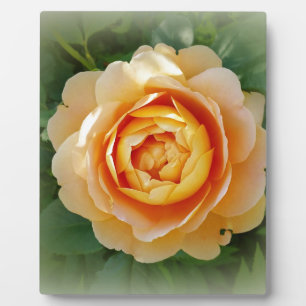 Goldene Rose Fotoplatte