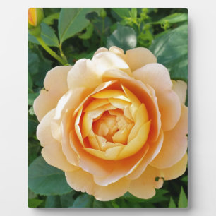 Goldene Rose Fotoplatte