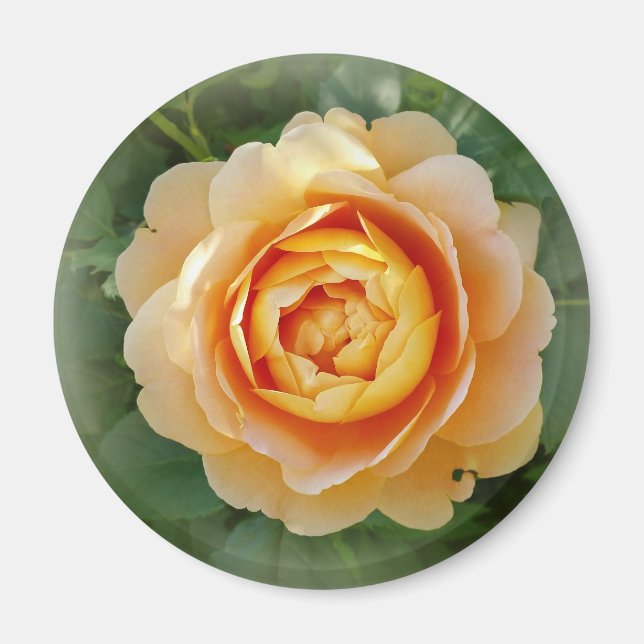 Goldene Rose Magnet (Vorne)