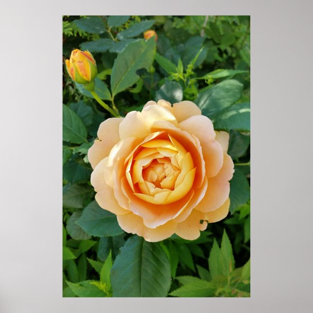 Goldene Rose Poster (Vorne)
