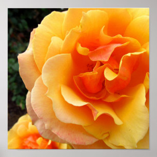 Goldene Rosen Blumen Foto Druck Poster