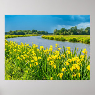 Goldene Schwertlilien inspirieren das Symbol Fleur Poster