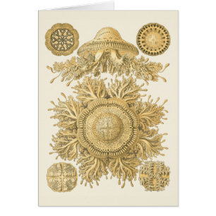 Goldene Seegeschöpfe