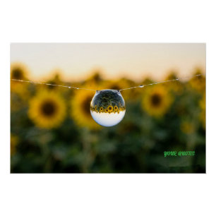 Goldene Sonnenblume, gespiegelt in einem Morgentau Poster