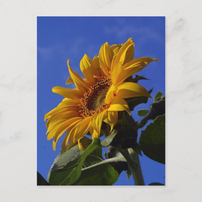 Goldene Sonnenblume Postkarte (Vorderseite)