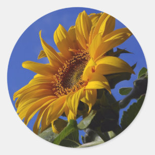 Goldene Sonnenblume Runder Aufkleber