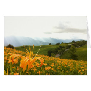 Goldene Taglilie Blume