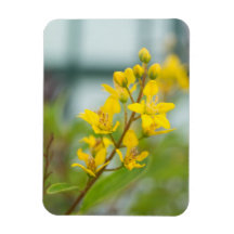Goldene Thryallis