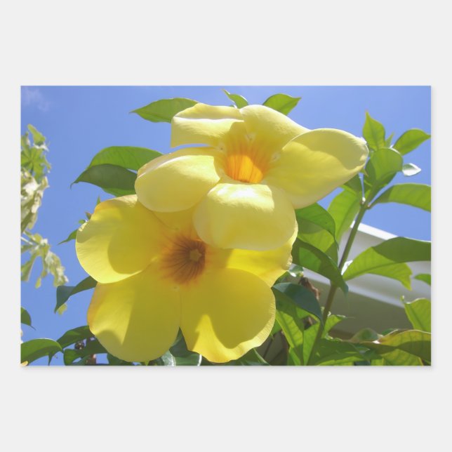 Goldene Trompetenblumen I Geschenkpapier Set (Vorderseite)