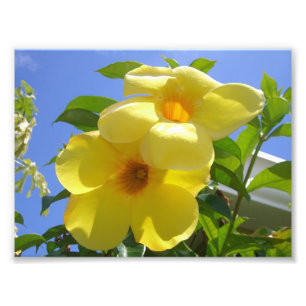 Goldene Trumpet-Blume I Fotodruck