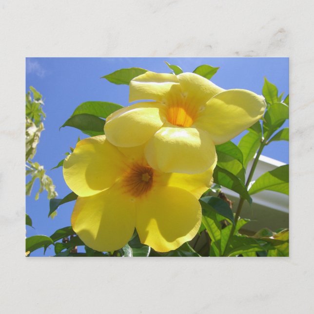 Goldene Trumpet-Blume I Postkarte (Vorderseite)