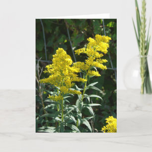 Goldene Unkräuter Karte