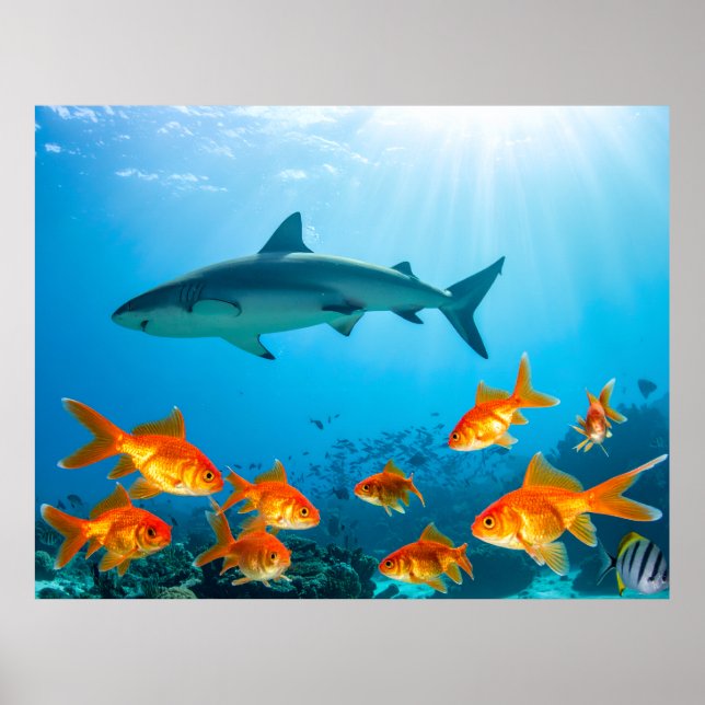 Goldene unter Haien Poster (Vorne)