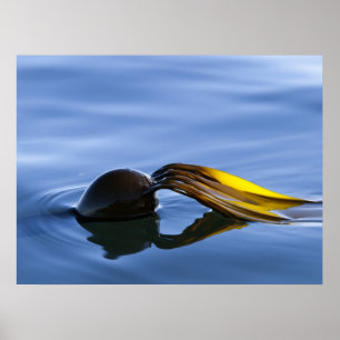 Goldene Wedel - Plakat