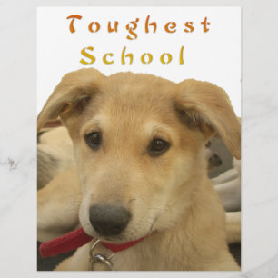 Goldene Weisheit: Ein Hund-Augen-Blick auf die Sch