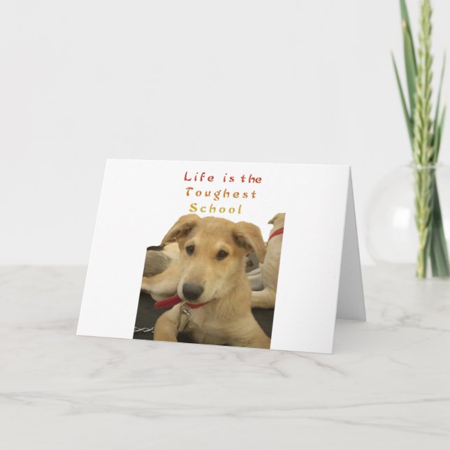 Goldene Weisheit: Ein Hund-Augen-Blick auf die Sch Karte (Vorderseite)