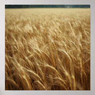 Goldene Weizenfelder Poster