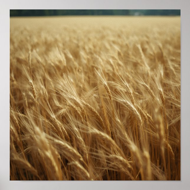 Goldene Weizenfelder Poster (Vorne)