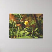 Goldene Wildblumen-Makro-Naturfotografie