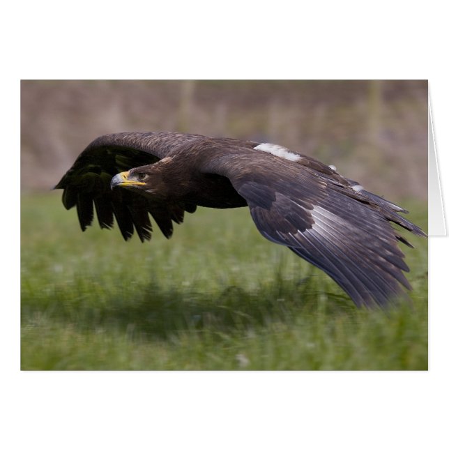 Goldener Adler mit Flugkarte (Vorderseite (Horizontal))