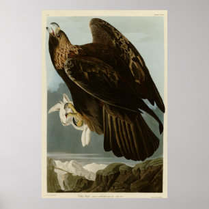 Goldener Adler von Audubons Vögeln Amerikas Poster