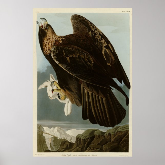 Goldener Adler von Audubons Vögeln Amerikas Poster (Vorne)