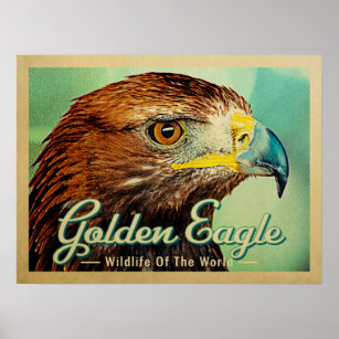 Goldener Adler - Wildnis des Weltvogels Poster