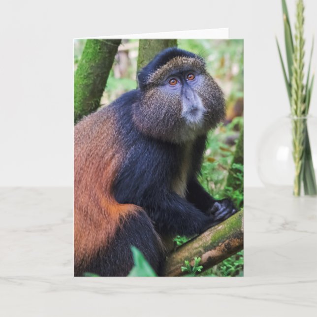 Goldener Affe, Ruanda Karte (Vorderseite)