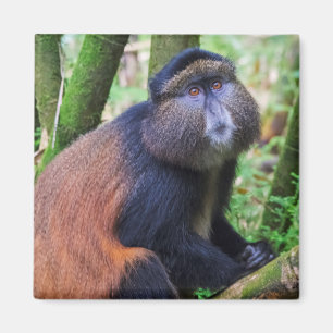 Goldener Affe, Ruanda Magnet