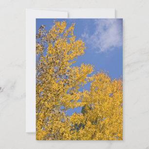 Goldener Aspen im Herbst